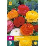 Ranunculus mix - ranonkels