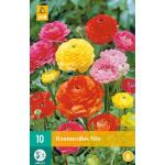 Ranunculus mix - ranonkel (10 stuks)