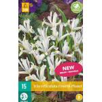 Iris reticulata Fozen Planet (15 stuks)