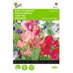 Reukerwt Colorama - Lathyrus odoratus