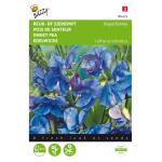 Reukerwt Royal Family blauw - Lathyrus odoratus