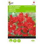 Reukerwt Royal Family rood - Lathyrus odoratus