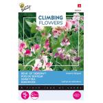 Reukerwt Unwins Striped - Lathyrus (Climbers)