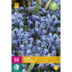 Oosterse sterhyacint 'Scilla siberica' - 50 stuks (50 stuks)