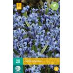 Oosterse sterhyacint 'Scilla siberica' - 20 stuks (20 stuks)