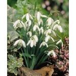 Galanthus nivalis