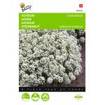 Sneeuwkleed - Alyssum marit. procumbens