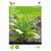 Buzzy Seeds snijbiet Groene Gewone 5 g - Beta vulgaris