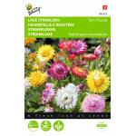 Lage Strobloem Tom Thumb - Helichrysum bracteatum