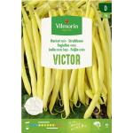 Struikboon Victor - 20 g