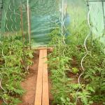 Tomatenspiralen - 170 cm (10 stuks)