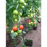 Tomatenspiralen - 180 cm (10 stuks)