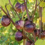 Tomatillo violet - Physalis ixocarpa