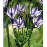 Triteleia Rudy