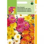 Tros-chrysant After Holiday - Chrysanthemum indicum