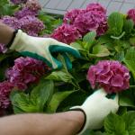 Tuinhandschoenen maat 10