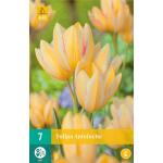 Tulipa Antoinette - meerbloemige tulp (7 stuks)