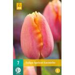 Tulipa Apricot Favourite - Triumph tulp (7 stuks)