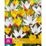 Tulipa Belles Tulipes -  botanische tulp (25 stuks)