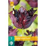 Tulipa Black Parrot - parkiet tulp