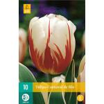 Tulipa Carnaval de Rio - Triumph tulp (10 stuks)