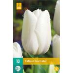 Tulipa Clearwater - enkele late tulp (10 stuks)