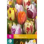 Tulipa Flaming Beauty mix - tweekleurige tulp (15 stuks)