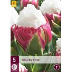 Tulipa Ice Cream - Tulp dubbellaat (5 stuks)