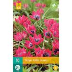 Tulipa Little Beauty -  botanische tulp (10 stuks)