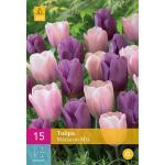 Tulipa Macaron mix - Triumph tulp (15 stuks)