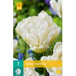 Tulipa Northcap - Dubbel laat (7 stuks)