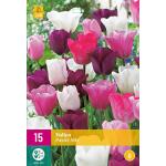 Tulipa Pastel mix - Triumph tulp