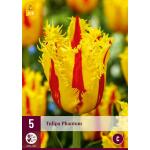 Tulipa Phantom