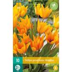 Tulipa praestans Shogun -  botanische tulp (10 stuks)