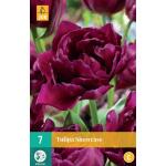 Tulipa Showcase - dubbelvroege tulp (7 stuks)