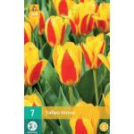 Tulipa Stresa - Kaufmanniana tulp (7 stuks)