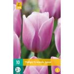 Tulipa Synaeda Amor - Triumph tulp (10 stuks)