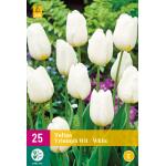 Tulipa Triumph - wit