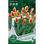 Tulpen Stresa