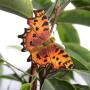 Vlindermagneet gehakkelde aurelia