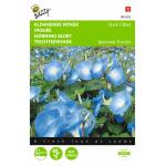 Winde blauw - Ipomoea tricolor