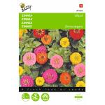 Zinnia Lilliput mix - Zinnia elegans