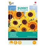 Buzzy Seeds zonnebloem Music Box - Helianthus (Sunflowers)